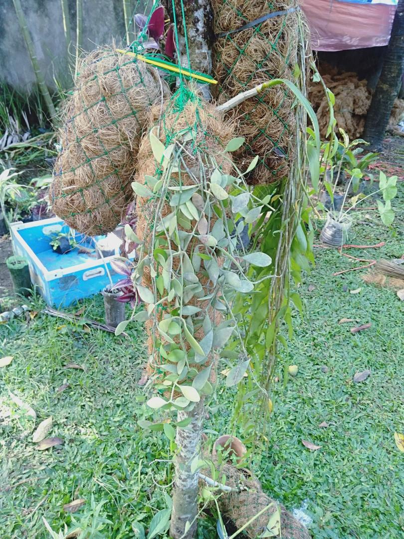 Coco wattles for orchids Direct Supplier (mini coco logs), Furniture ...