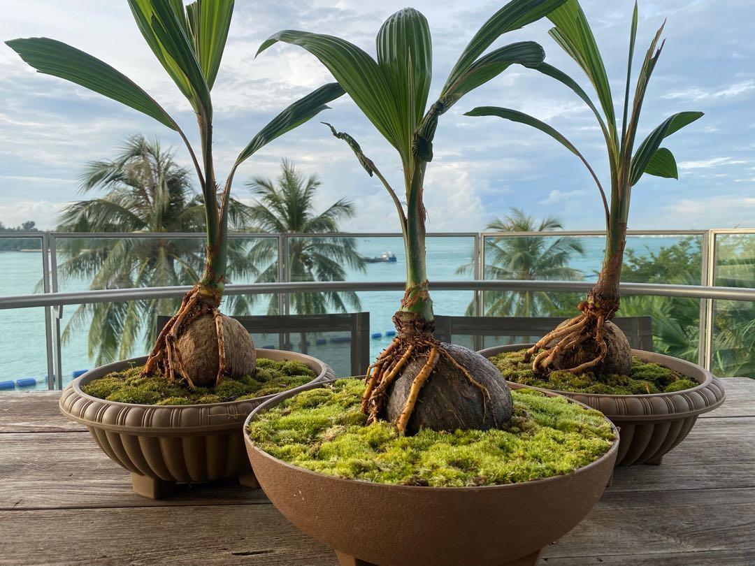 Coconut Bonsai In Water / Fast Way Coconut Bonsai Medium Water Stock Photo Edit Now 1453727894