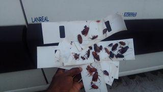 Indoor home fumigation pest control eradication cocroaches lizards bedbugs ants flies mosquitoes