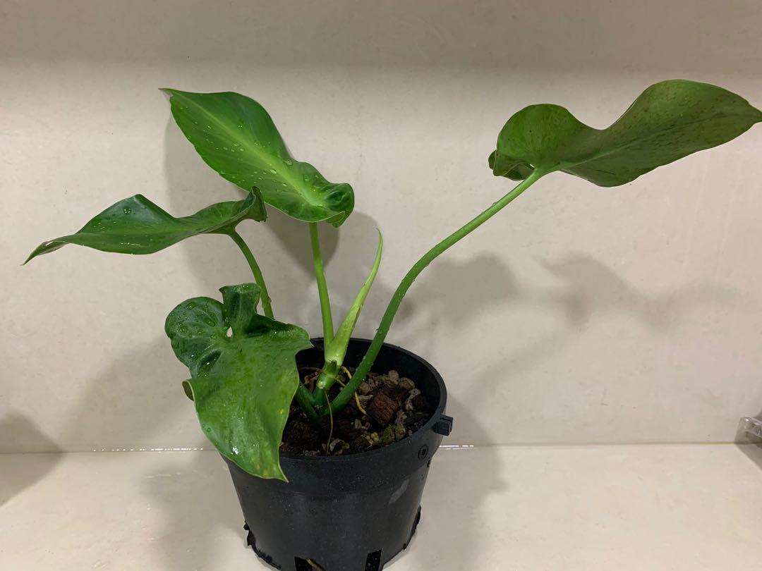 Philodendron Rugosum Aberrant Form, Furniture & Home Living, Gardening