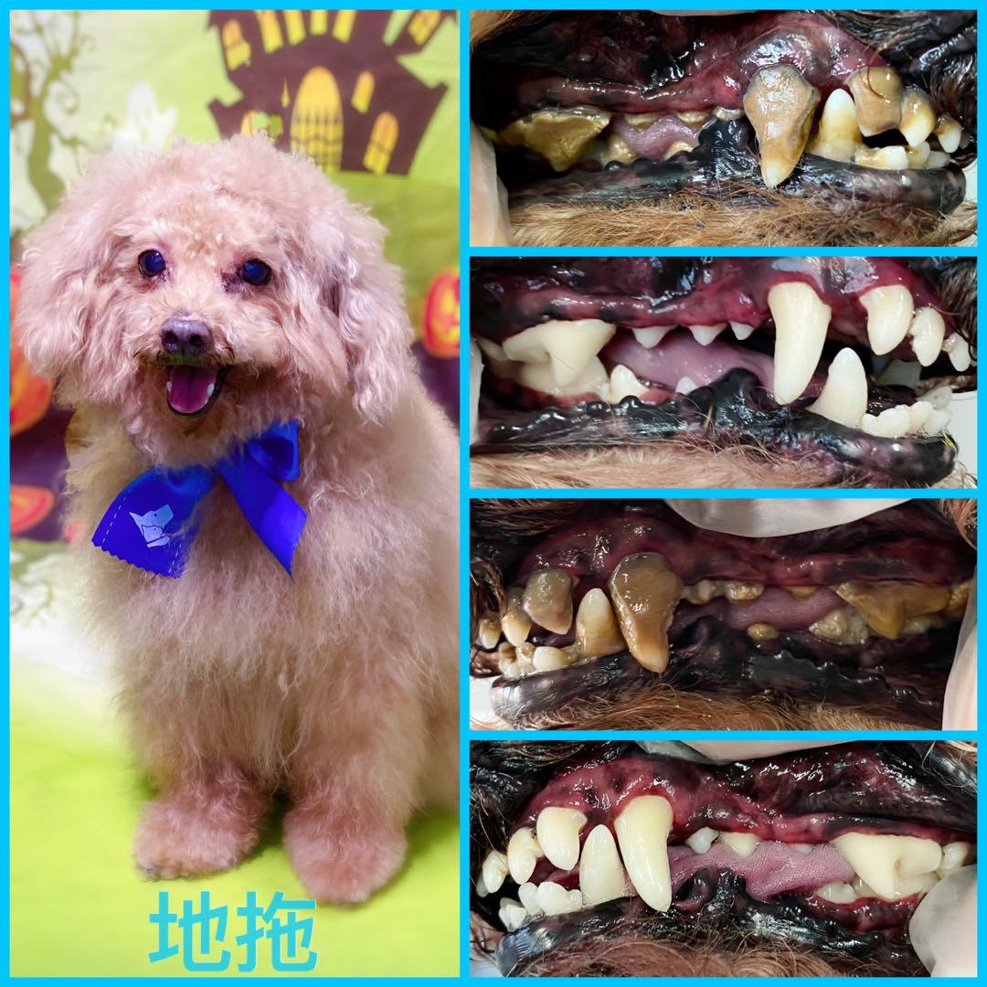 狗洗牙寵物洗牙狗除牙石寵物除牙石免麻醉洗牙 寵物用品 寵物飾物on Carousell