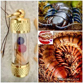 Blue + Red Wealth Centipede Pearl Geliga Lipan W/ Bulu Perindu “Love Root of Longing” in Takrut Casing Believed For Windfall Money Luck 深蓝+血红招财蜈蚣灵珠+人缘情缘草 Blue + Red Wealth Centipede Pearl Geliga Lipan W/ Bulu Perindu “Love Root of Longing” in Takrut Casing Believed For Windfall Money Luck 深蓝+血红招财蜈蚣灵珠+人缘情缘草