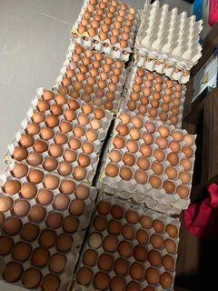 Organic Brown Eggs (Large)