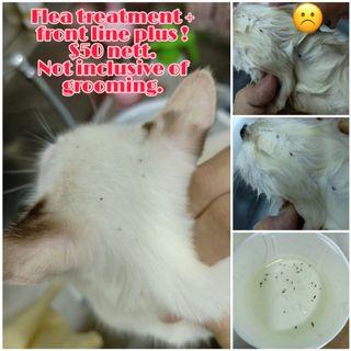 Cat Grooming - Flea treatment