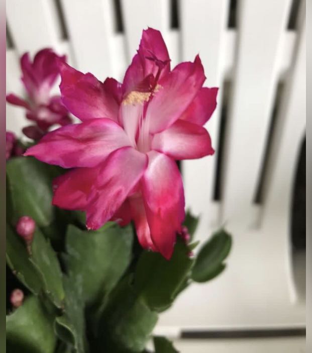 Christmas Cactus Plant Gardening Plants On Carousell