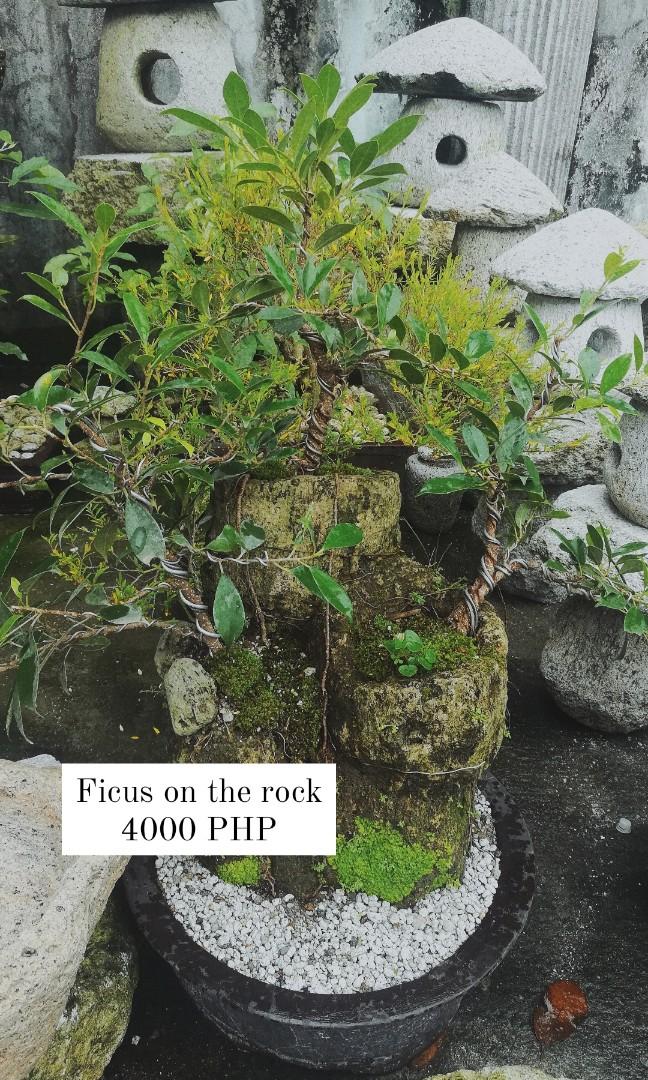 FICUS LEMONCITO KAMAGONG MOUSETAIL BIGNAY KAMUNING CHINESE HOLLY YELLOW DOGGIE BONSAI, Furniture & Home Living, Gardening, Plants & Seeds on Carousell FICUS LEMONCITO KAMAGONG MOUSETAIL BIGNAY KAMUNING CHINESE HOLLY YELLOW DOGGIE BONSAI, Furniture & Home Living, Gardening, Plants & Seeds on Carousell