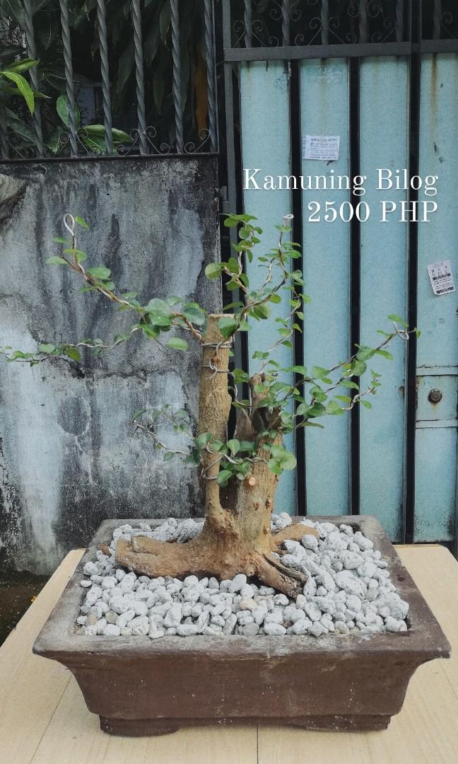 FICUS LEMONCITO KAMAGONG MOUSETAIL BIGNAY KAMUNING CHINESE HOLLY YELLOW DOGGIE BONSAI, Furniture & Home Living, Gardening, Plants & Seeds on Carousell FICUS LEMONCITO KAMAGONG MOUSETAIL BIGNAY KAMUNING CHINESE HOLLY YELLOW DOGGIE BONSAI, Furniture & Home Living, Gardening, Plants & Seeds on Carousell