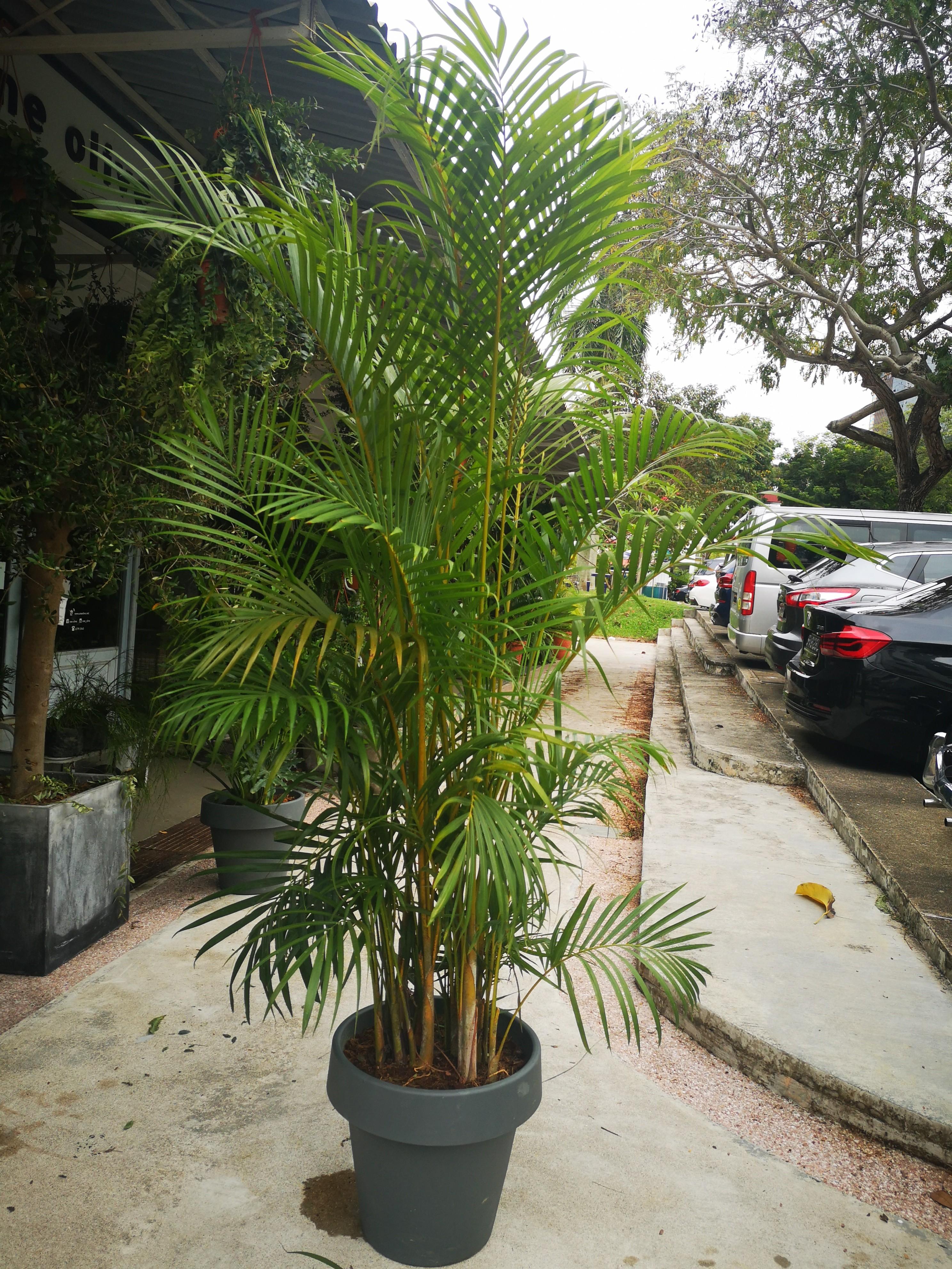 large areca palm, yellow palm, furniture & home living, gardening