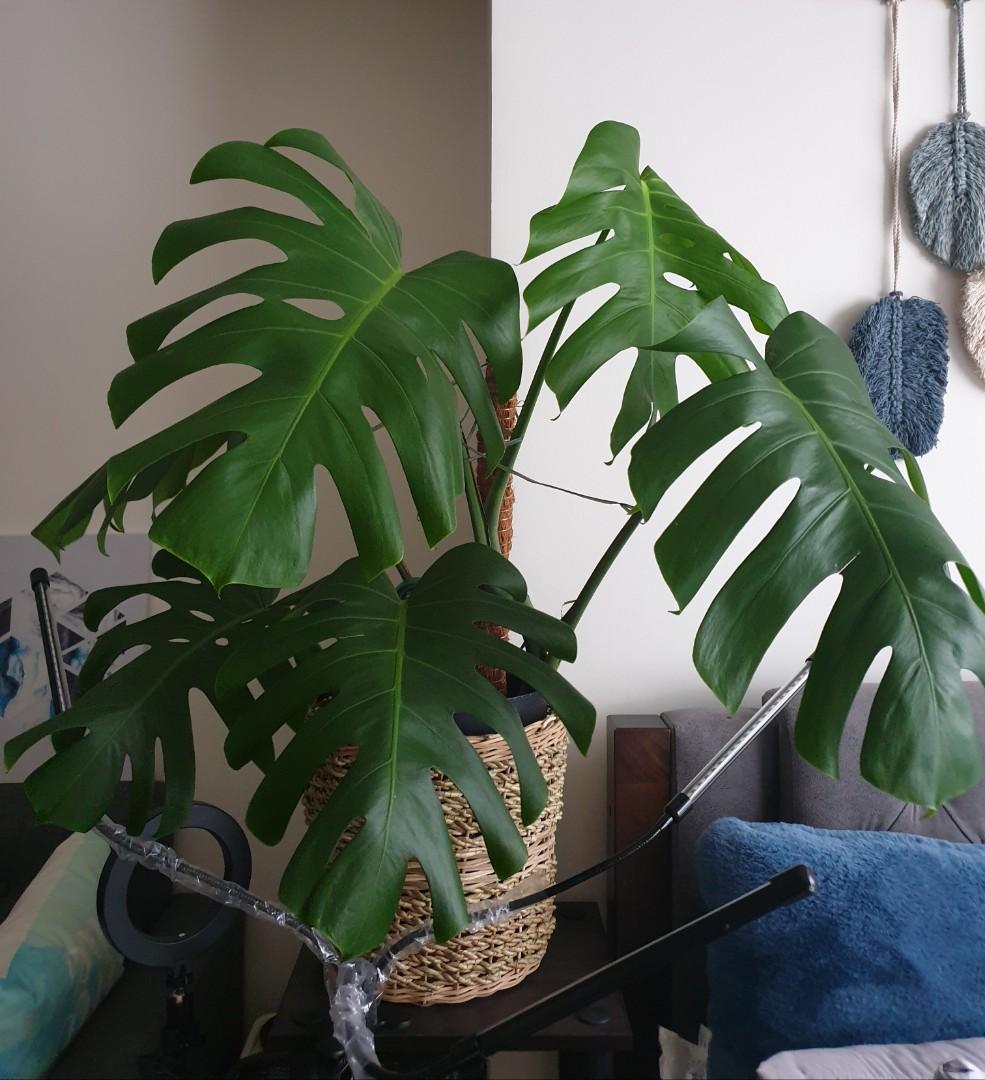 Monstera Borsigiana Gardening Flowers Plants On Carousell