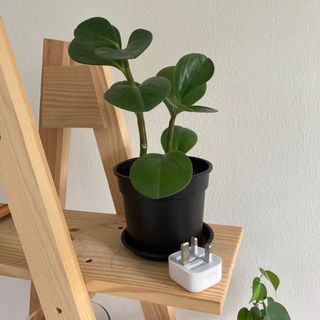 (Category: ) located in . Submitted by akukostudio (Listing ID 1046455668, Image 1). Description: .