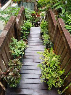 Plants