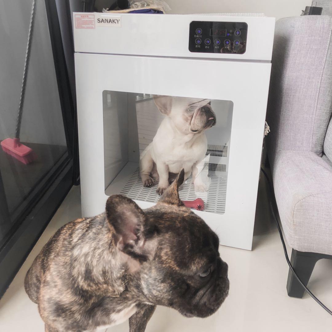 dog dryer box