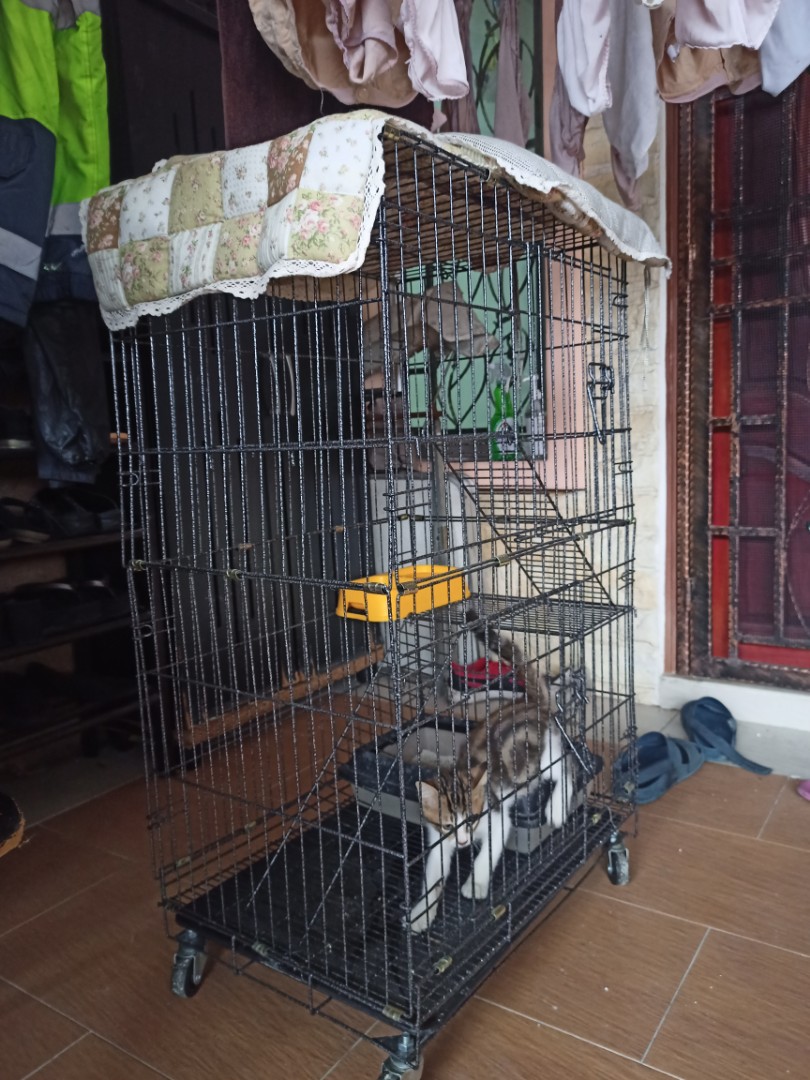 Sangkar Kucing, Pet Supplies, Pet Accessories on Carousell