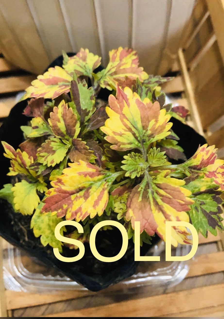 Twist And Twirl Coleus Mayana Plant Gardening Flowers Plants On Carousell