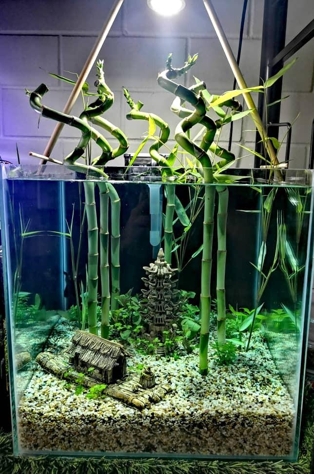 Bamboo Zen Garden Pet Supplies Pet Accessories On Carousell