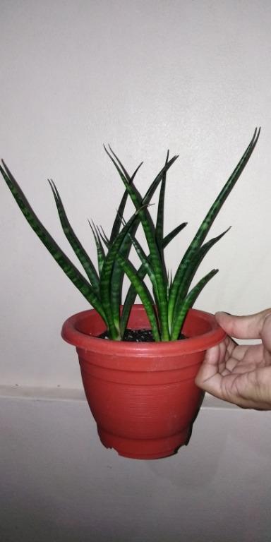 Fernwood Punk Sansevieria Snakeplant Live Furniture Home Living Gardening Plants Seeds On Carousell