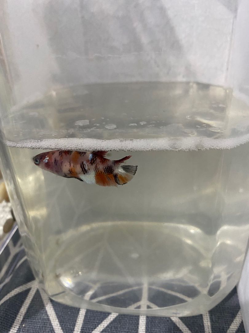 Ikan Cupang Nemo Koi Serba Serbi Others Di Carousell