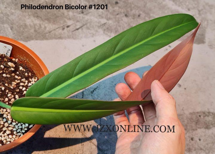 Philodendron Bicolor 1201 Furniture Home Living Gardening Plants Seeds On Carousell
