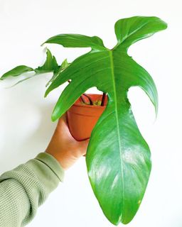 （分類：）位於 。 由 thegreenroom 提交（商品編號 1052644040，圖片 1）。簡介： 。
