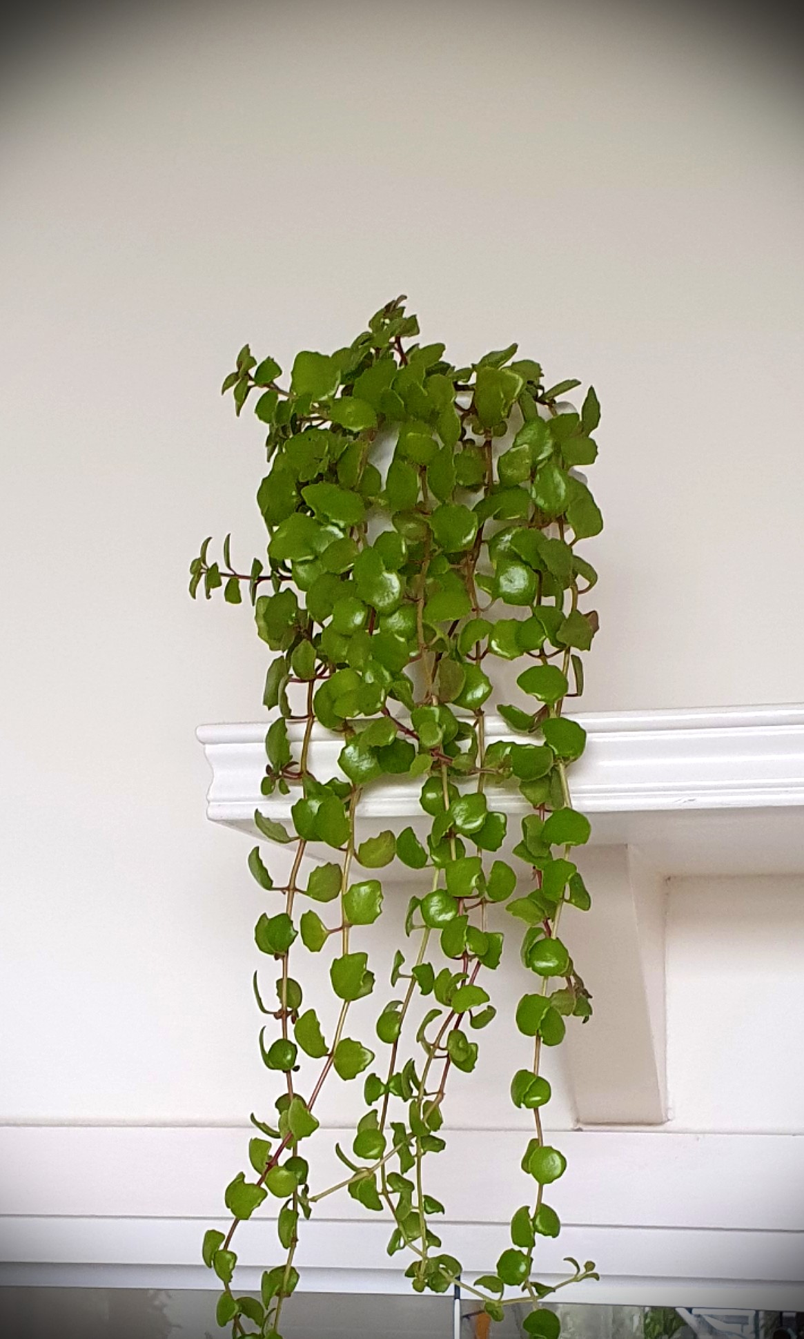 Pic 1 3 30 11 Rare Swedish Ivy Furniture Home Living Gardening Plants Seeds On Carousell