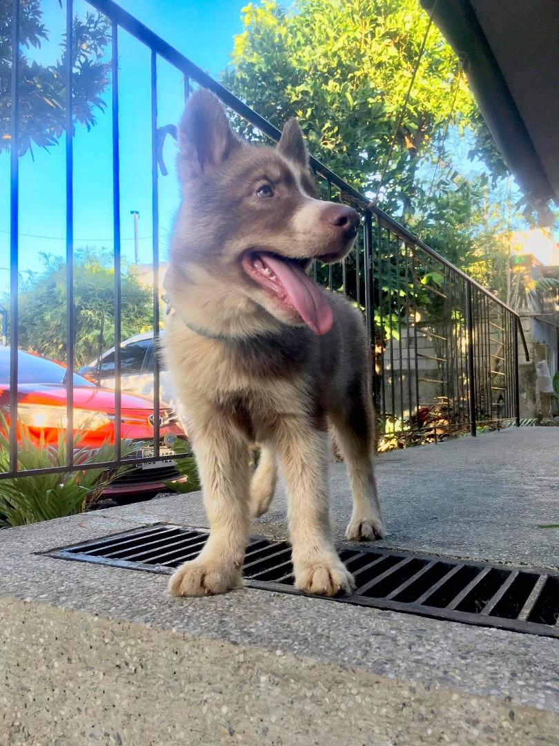 Husky stud sale