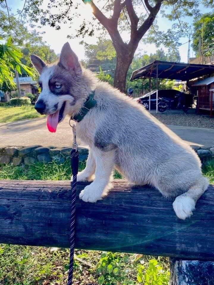 Siberian husky stud clearance