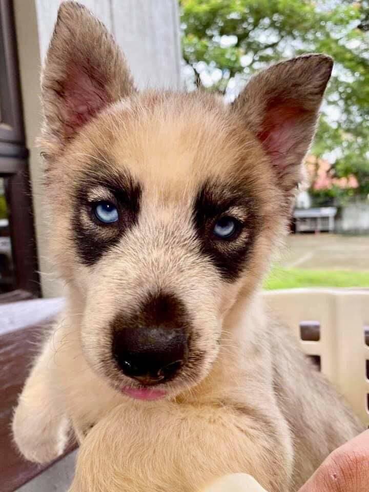 Husky stud on sale