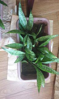 Snake plants in a pot with garden soil