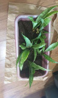 Snake plants in rectangular pot with soil