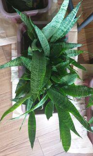 Snake plants with garden soil in a rectangular pot