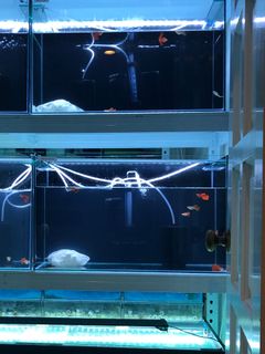 (Category: ) located in . Submitted by pterophyllum (Listing ID 1046874033, Image 1). Description: .