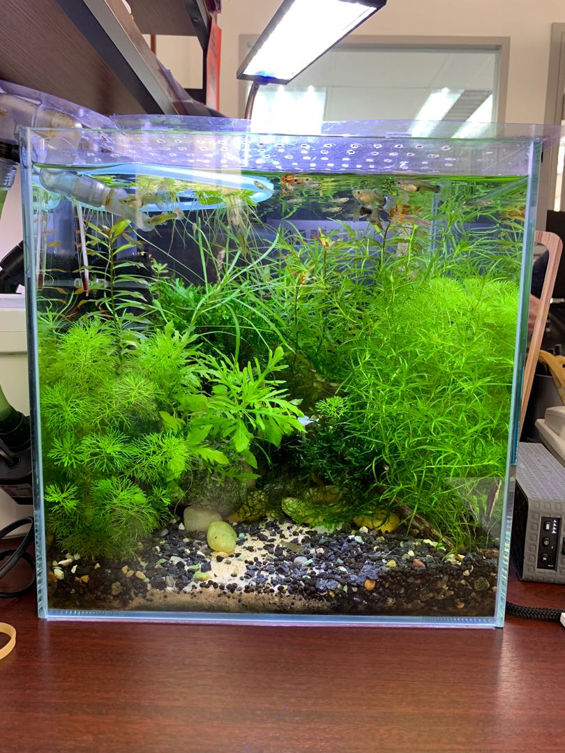 30cm 方缸水草景 寵物用品 寵物飾物 Carousell 30cm 方缸水草景 寵物用品 寵物飾物 Carousell