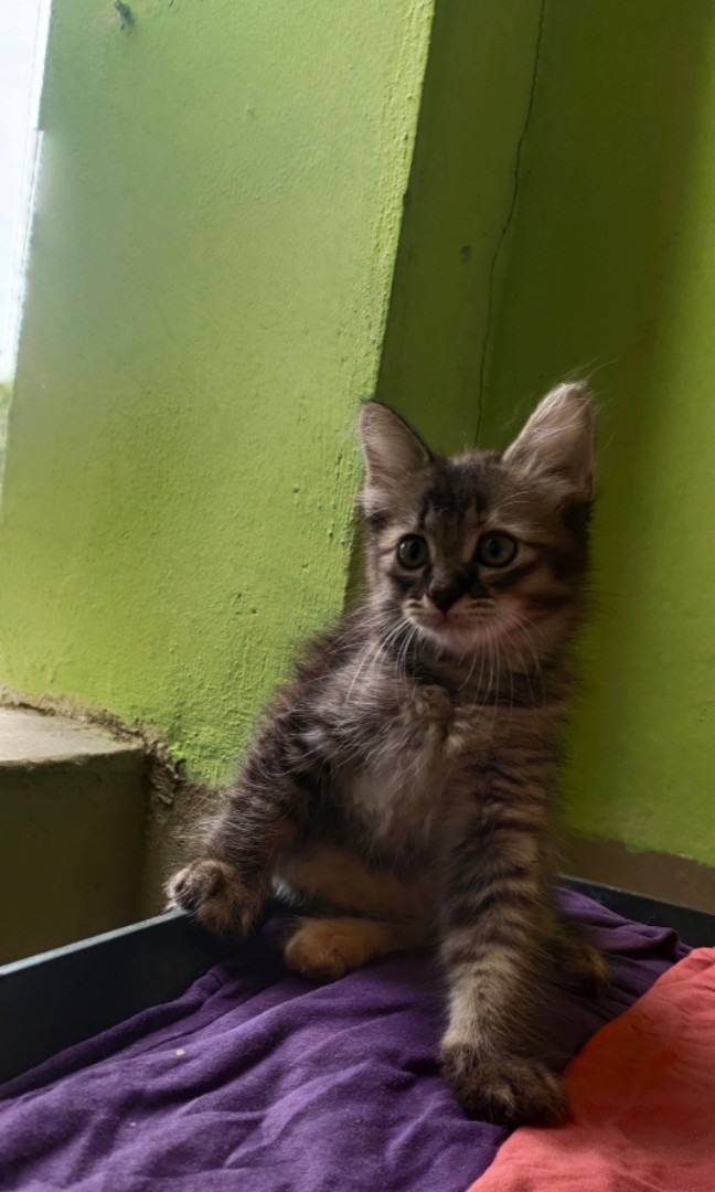 Anak Kucing Maine Coon Mix Pet Supplies Pet Accessories On Carousell