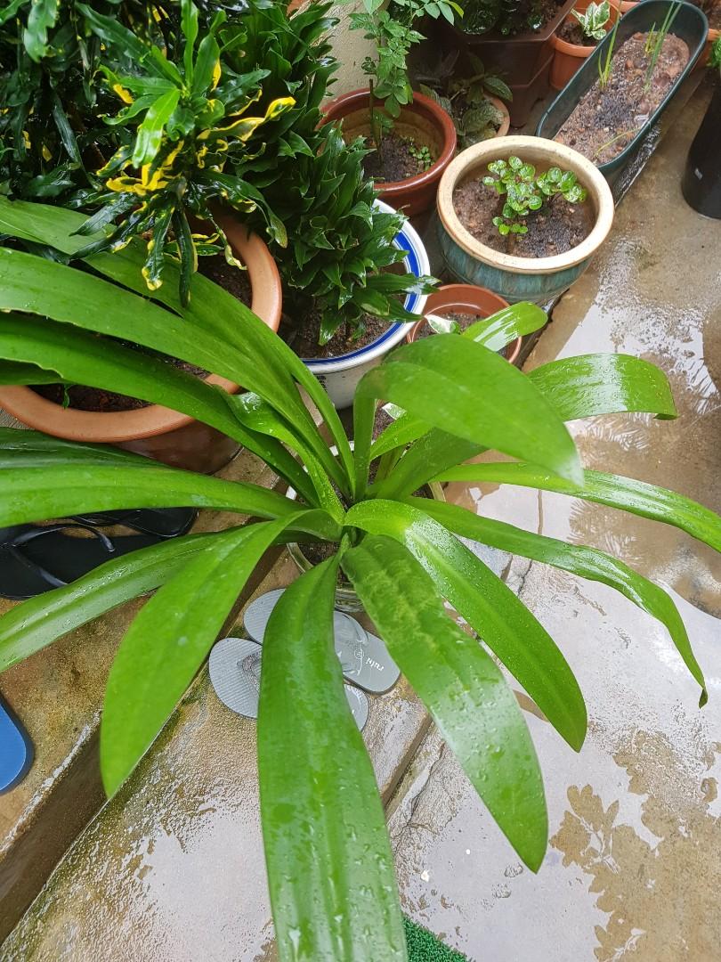 Beach Spider Lily Furniture Home Living Gardening Plants Seeds beach-spider-lily-furniture-home-living-gardening-plants-seeds