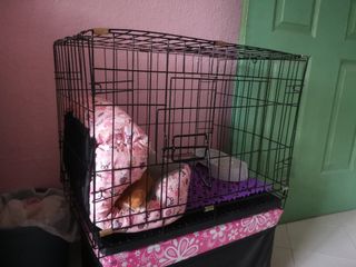 (Category: ) located in . Submitted by cutielina (Listing ID 1046789707, Image 1). Description: .