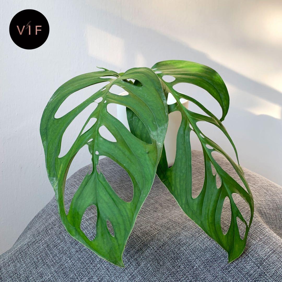 Byvif Co Monstera Esqueleto 001 Gardening Plants On Carousell