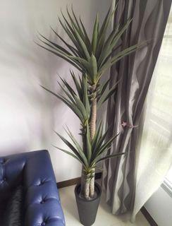(COD) 2m Artificial Plants with cone pot $163 | with Fat pot $183