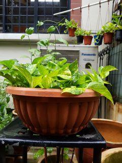 Healthy pot of money plants