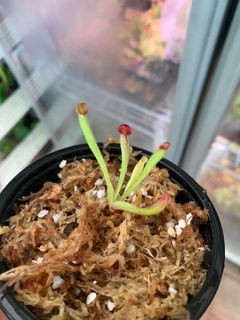(Category: ) located in . Submitted by ntlc_plants (Listing ID 1046694492, Image 1). Description: .