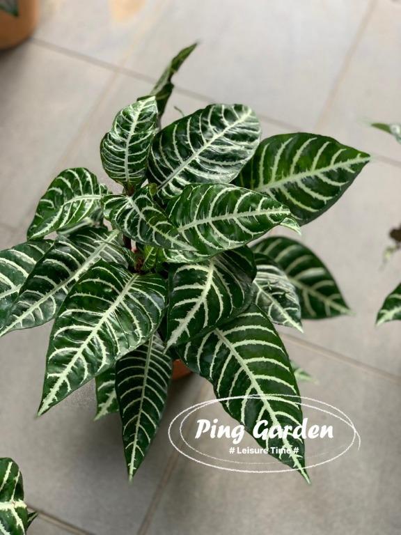 Indoor Plant Aphelandra Squarrosa Zebra Plant Home Furniture Gardening On Carousell