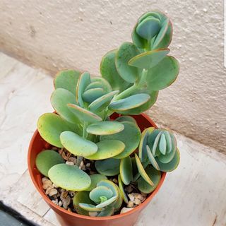 (Category: ) located in . Submitted by succulent.yinn (Listing ID 1046695285, Image 1). Description: .
