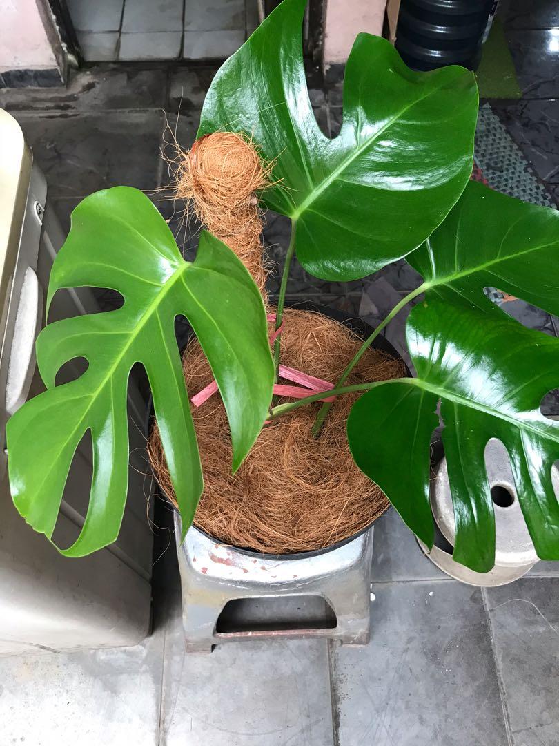 Monstera Deliciosa Perkebunan Di Carousell