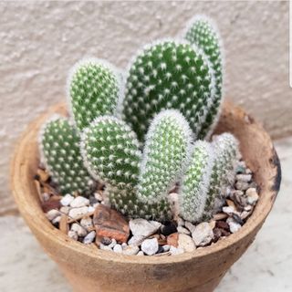 (Category: ) located in . Submitted by succulent.yinn (Listing ID 1046694237, Image 1). Description: .