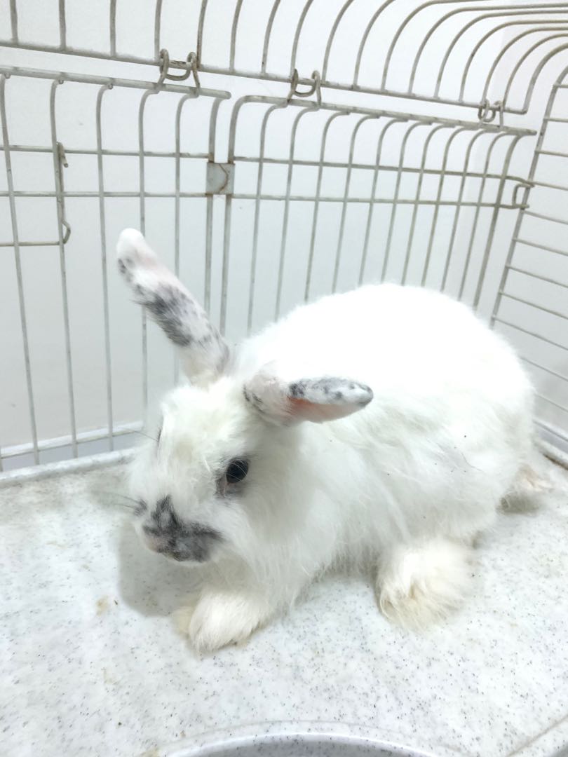 Angora holland cheap lop mix