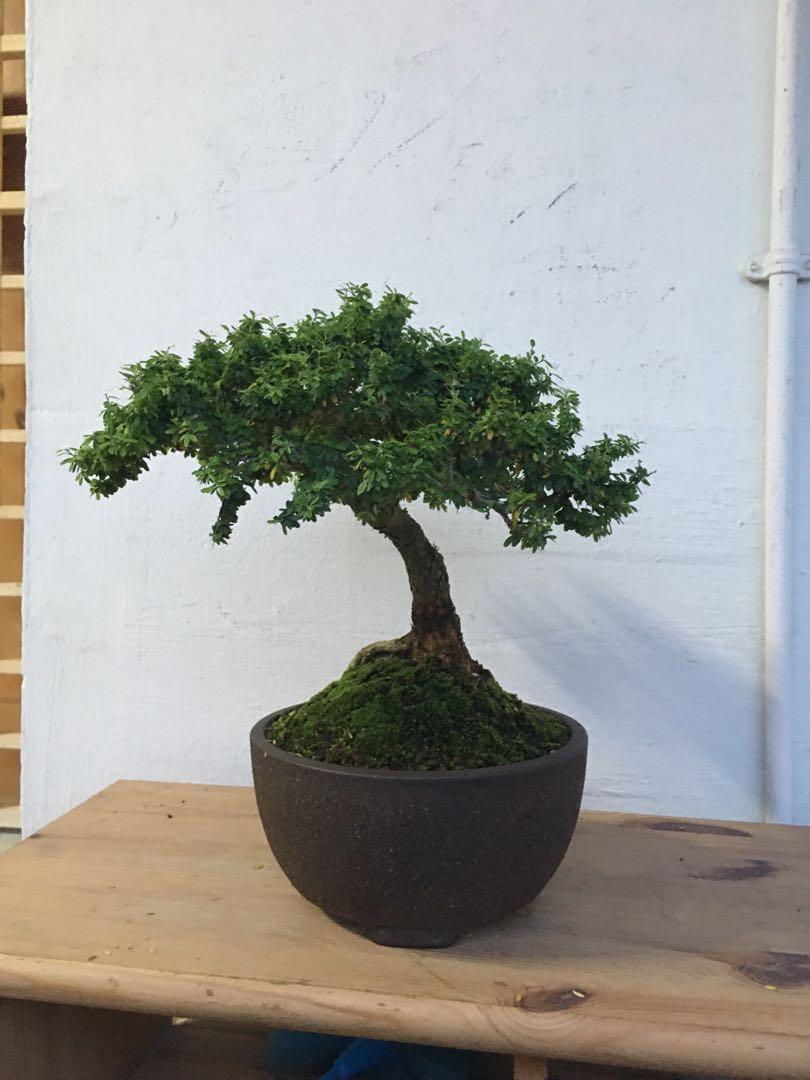 Blue Bell Bonsai Linh Sam Furniture Home Living Gardening Plants Seeds On Carousell