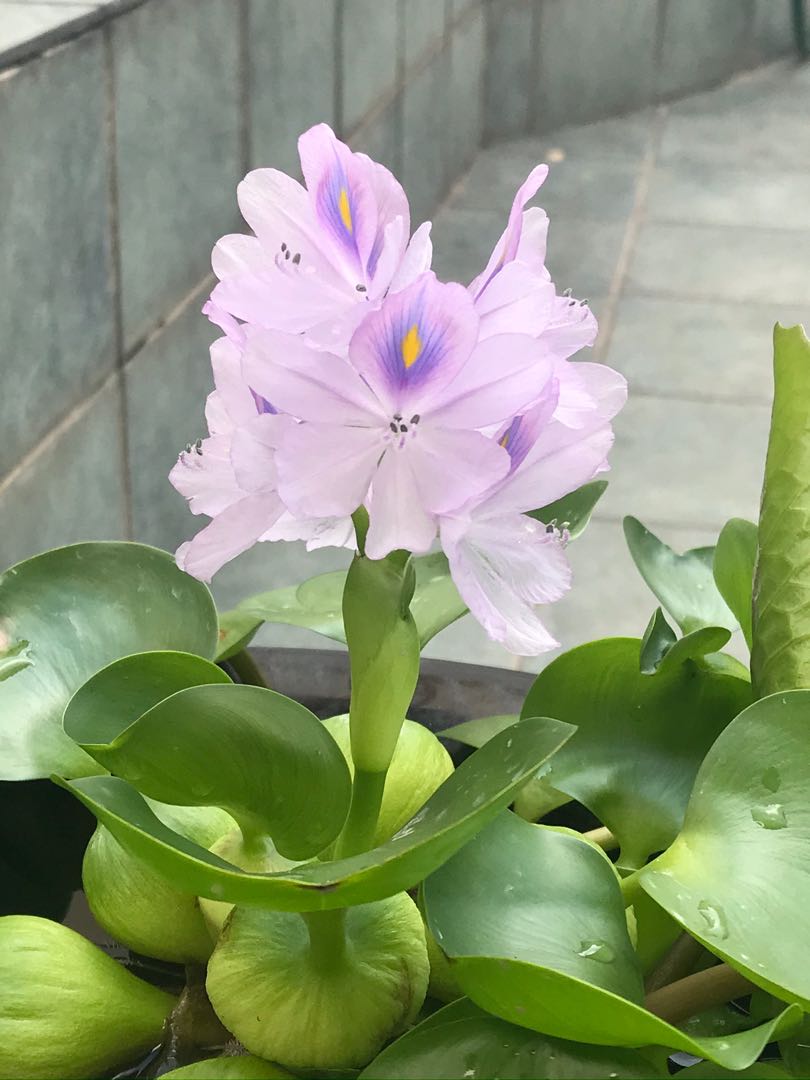 Water hyacinth for Sales, Furniture & Home Living, Gardening, Plants