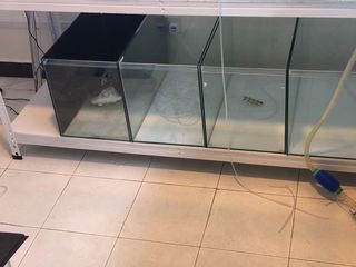 (Category: ) located in . Submitted by pterophyllum (Listing ID 1046967192, Image 1). Description: .