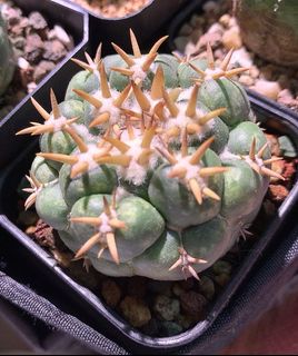 （分類：）位於 。 由 planting.buzz 提交（商品編號 1047106201，圖片 1）。簡介： 。