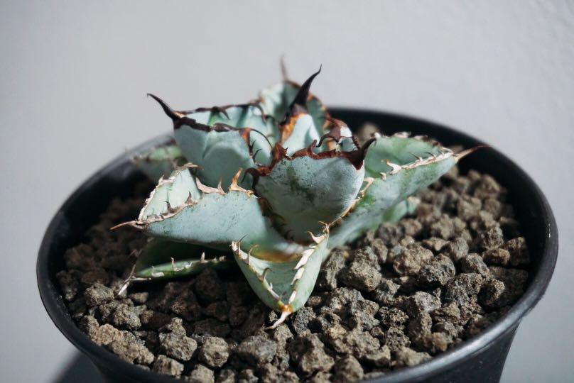 藍球龍舌蘭 Agave Titanota Blue Ball Agave Titanota Succulents Agave