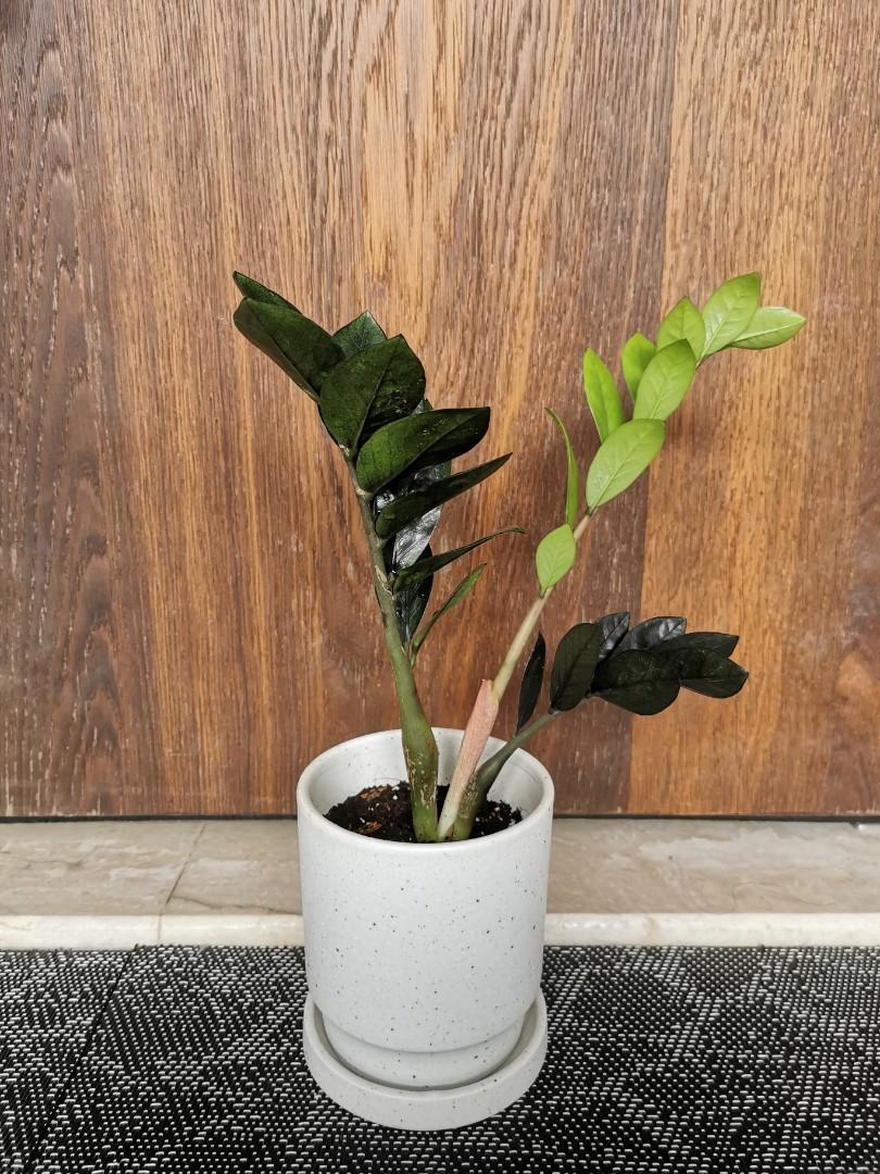 Zamioculcas Zamiifolia Black Raven Zz Raven In White Speckled Planter Gardening Plants On Carousell
